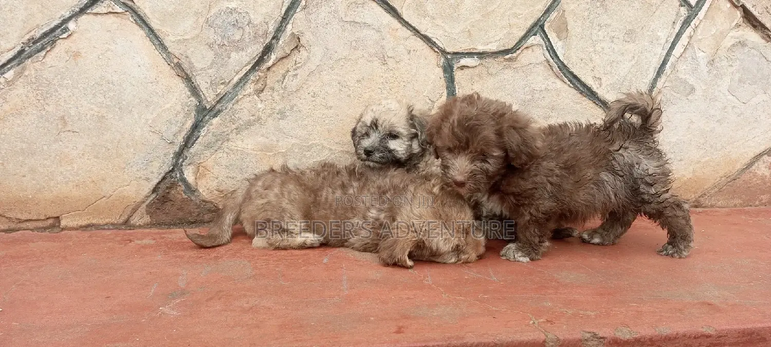 1-3 months Male Purebred Maltese