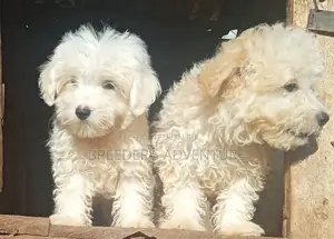 1-3 months Male Purebred Maltese