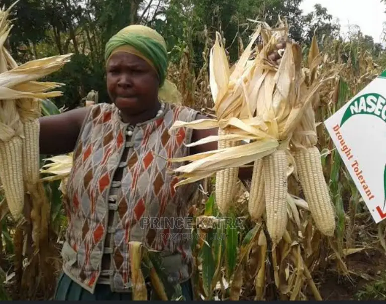 Hybrid Maize:Longe 10h