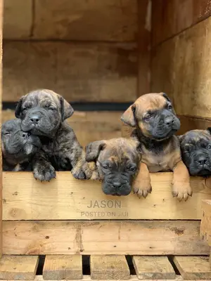 1-3 months Male Purebred Boerboel
