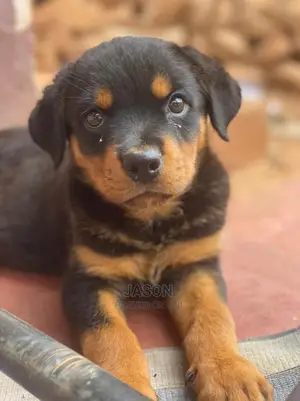 1-3 months Female Purebred Rottweiler