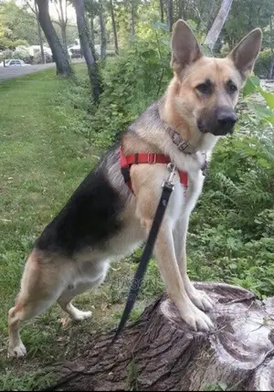 6-12 months Male Mixed Breed German Shepherd