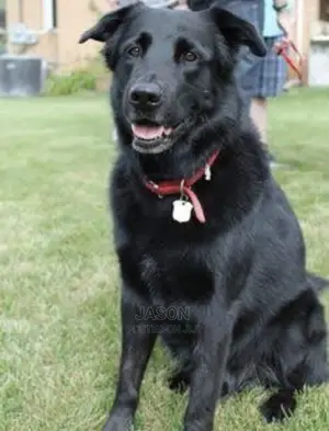 6-12 months Male Purebred German Shepherd