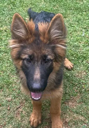3-6 months Male Purebred German Shepherd