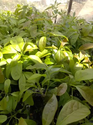 Hass Ovacado Seedlings for Sell