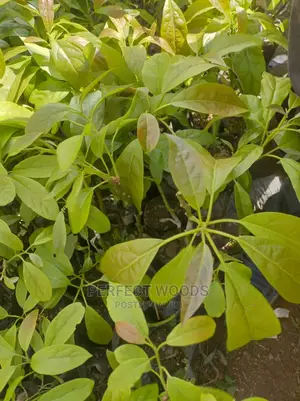 Hass Ovacado Seedlings for Sell