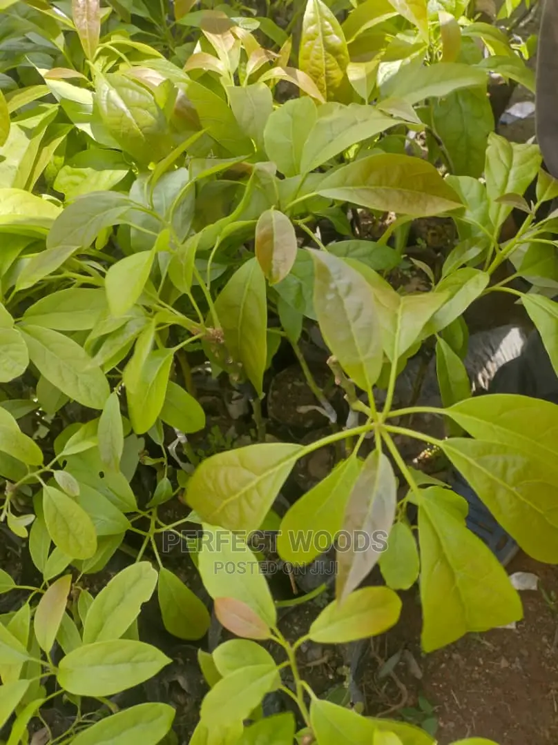 Hass Ovacado Seedlings for Sell