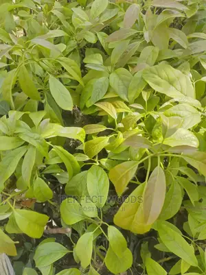 Hass Ovacado Seedlings for Sell