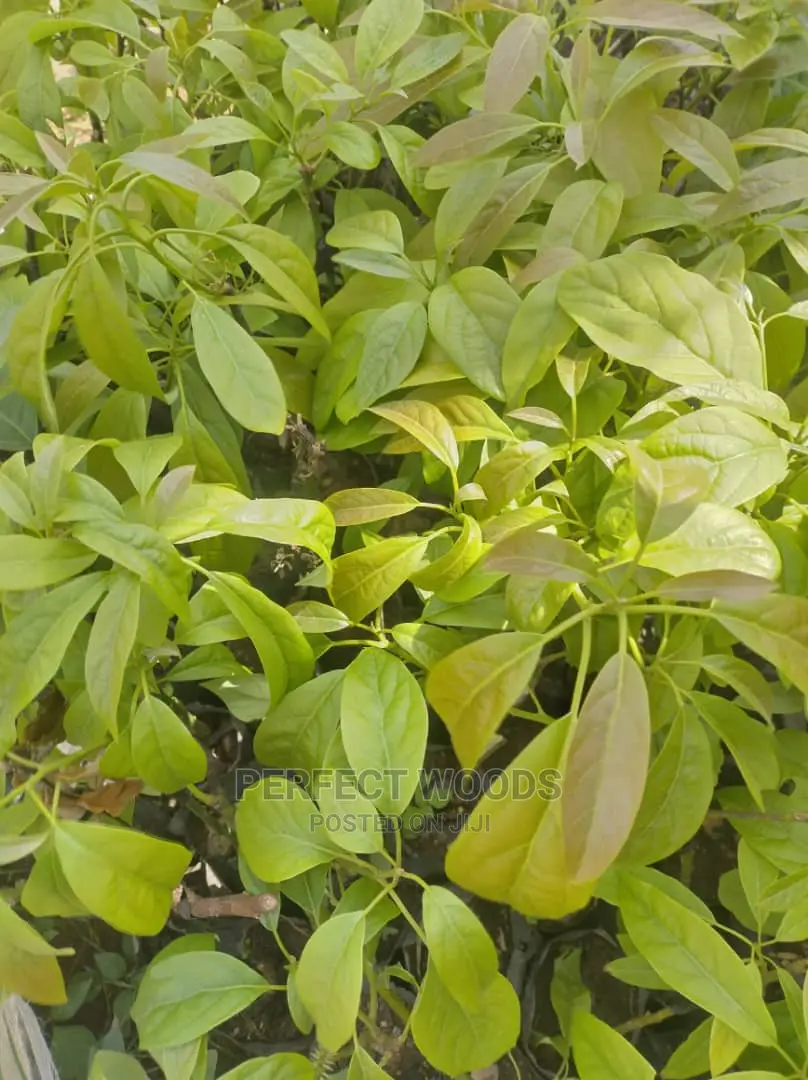 Hass Ovacado Seedlings for Sell