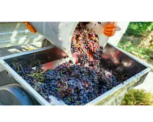 Wine Making, Formulations and Hands on Training Consultant