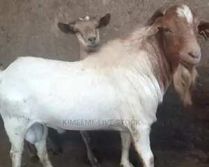 Male Goats High Quality