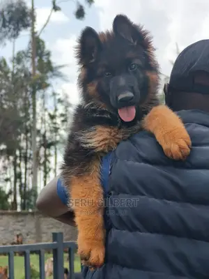 1-3 months Male Purebred German Shepherd