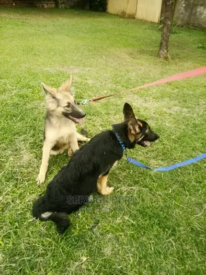 3-6 months Male Purebred German Shepherd