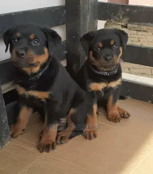 3-6 months Female Purebred Rottweiler