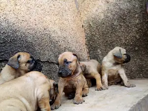 1-3 months Male Purebred Boerboel