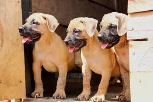 3-6 months Male Purebred Boerboel