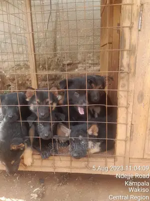 0-1 month Male Purebred German Shepherd