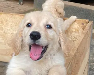 1-3 months Male Purebred Golden Retriever