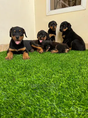 1-3 months Male Purebred Rottweiler