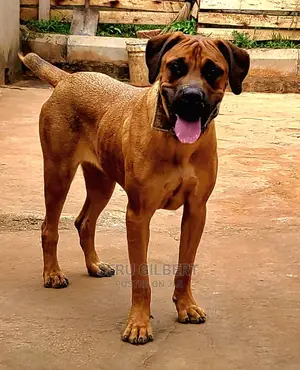 6-12 months Male Purebred Boerboel