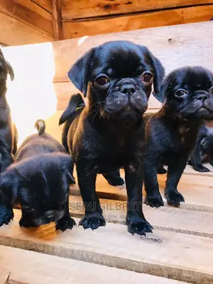 1-3 months Male Purebred Pug