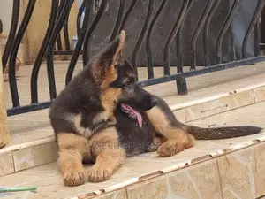 1-3 months Male Purebred German Shepherd