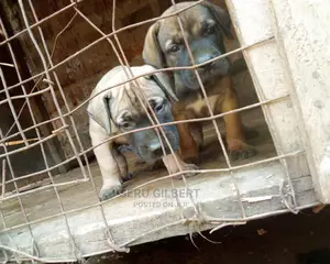 1-3 months Male Purebred Boerboel