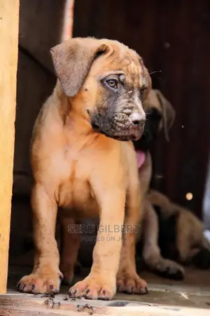 1-3 months Male Purebred Boerboel