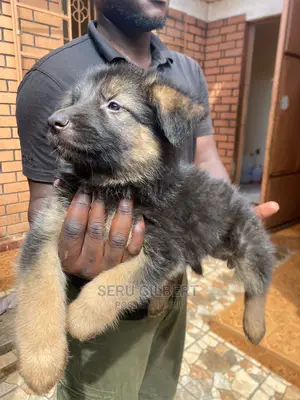 3-6 months Female Purebred German Shepherd