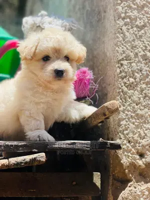 1-3 months Male Purebred Maltese