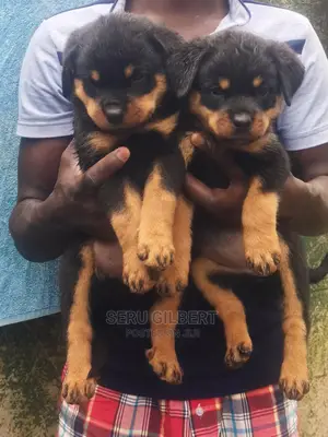 1-3 months Female Purebred Rottweiler