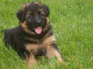 3-6 months Male Purebred German Shepherd
