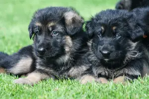 1-3 months Male Purebred German Shepherd