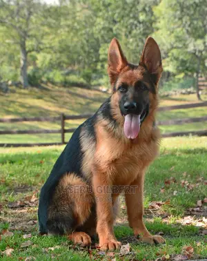 3-6 months Male Purebred German Shepherd