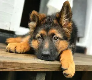 1-3 months Male Purebred German Shepherd