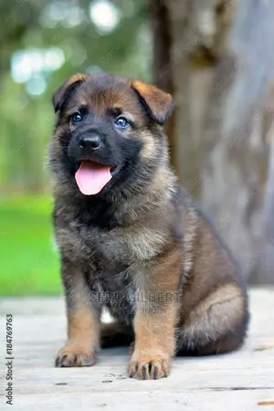 1-3 months Male Purebred German Shepherd