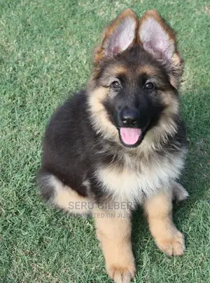 1-3 months Male Purebred German Shepherd