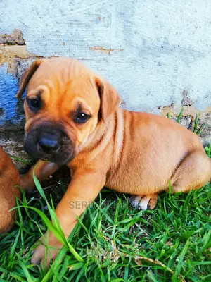 1-3 months Male Purebred Boerboel