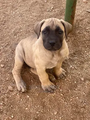 3-6 months Female Purebred Boerboel