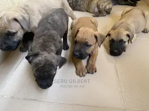 1-3 months Female Purebred Boerboel
