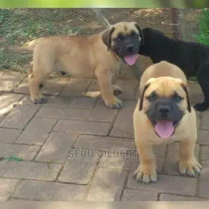 3-6 months Male Purebred Boerboel