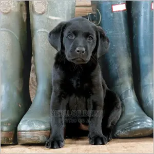 1-3 months Male Purebred Labrador Retriever