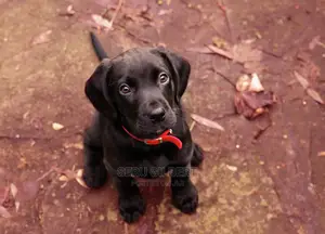 1-3 months Male Purebred Labrador Retriever
