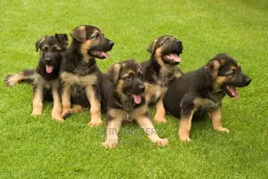 3-6 months Male Purebred German Shepherd