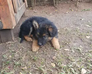 1-3 months Male Purebred German Shepherd