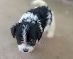 1-3 months Male Purebred Maltese