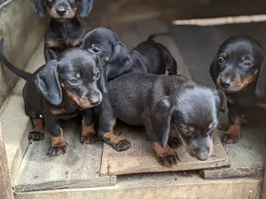 1-3 months Male Purebred Dachshund
