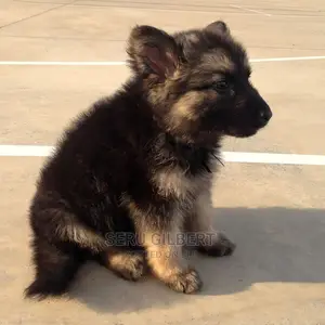 3-6 months Male Purebred German Shepherd