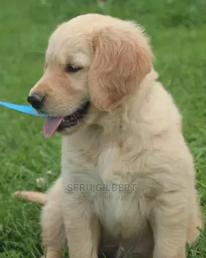 3-6 months Female Purebred Golden Retriever