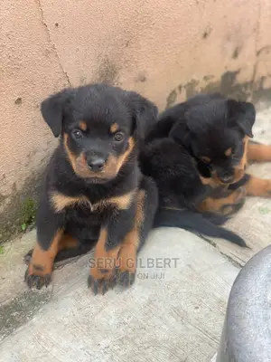 1-3 months Male Purebred Rottweiler